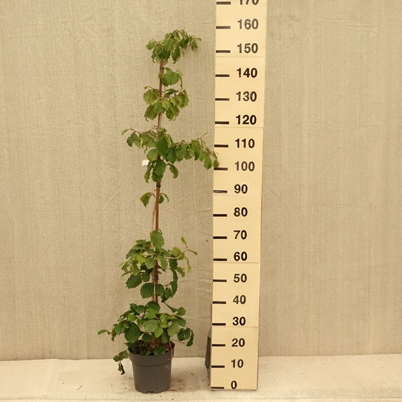 Hamamelis japonica Pendula - Witch Hazel 6L/7L pot 60/80cm sample as delivered in summer
