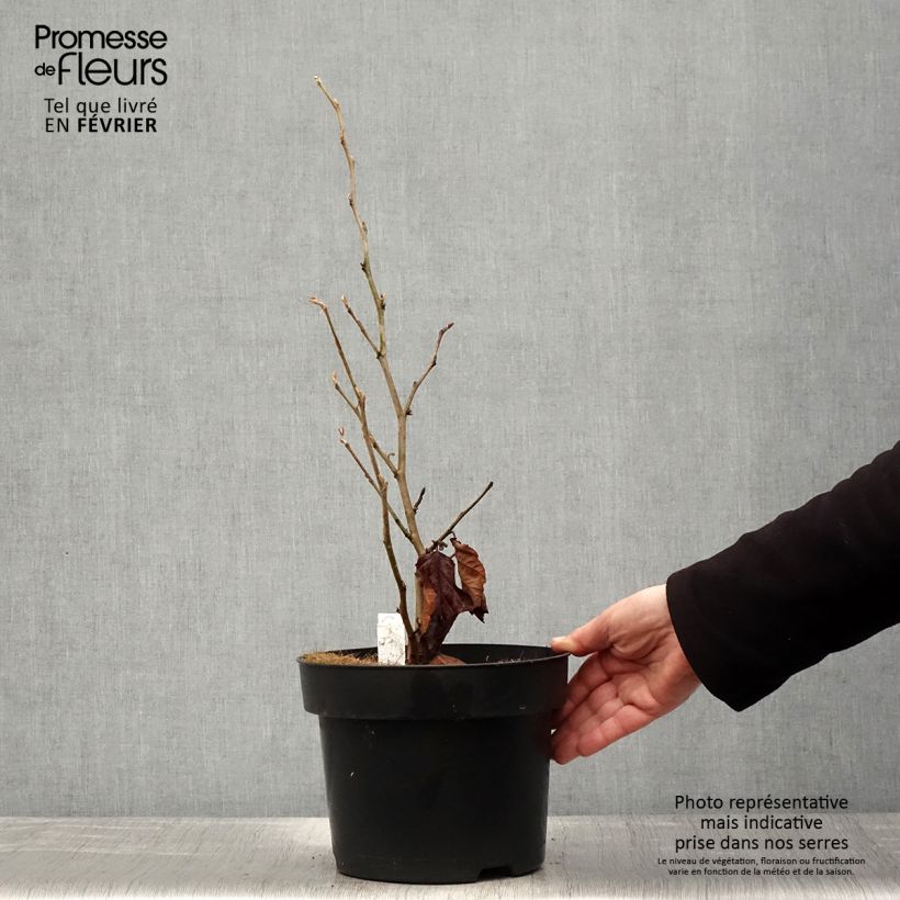 Hamamelis vernalis Amethyst - Witch Hazel 7.5L/10L pot sample as delivered in winter