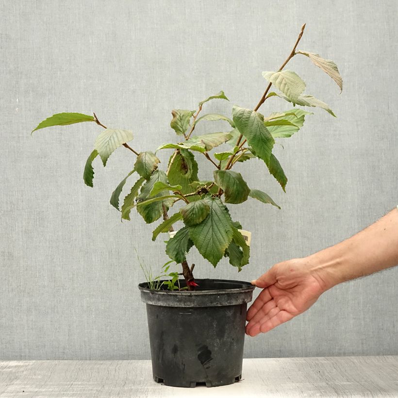 Hamamelis intermedia Feuerzauber - Witch Hazel 4L/5L pot sample as delivered in summer
