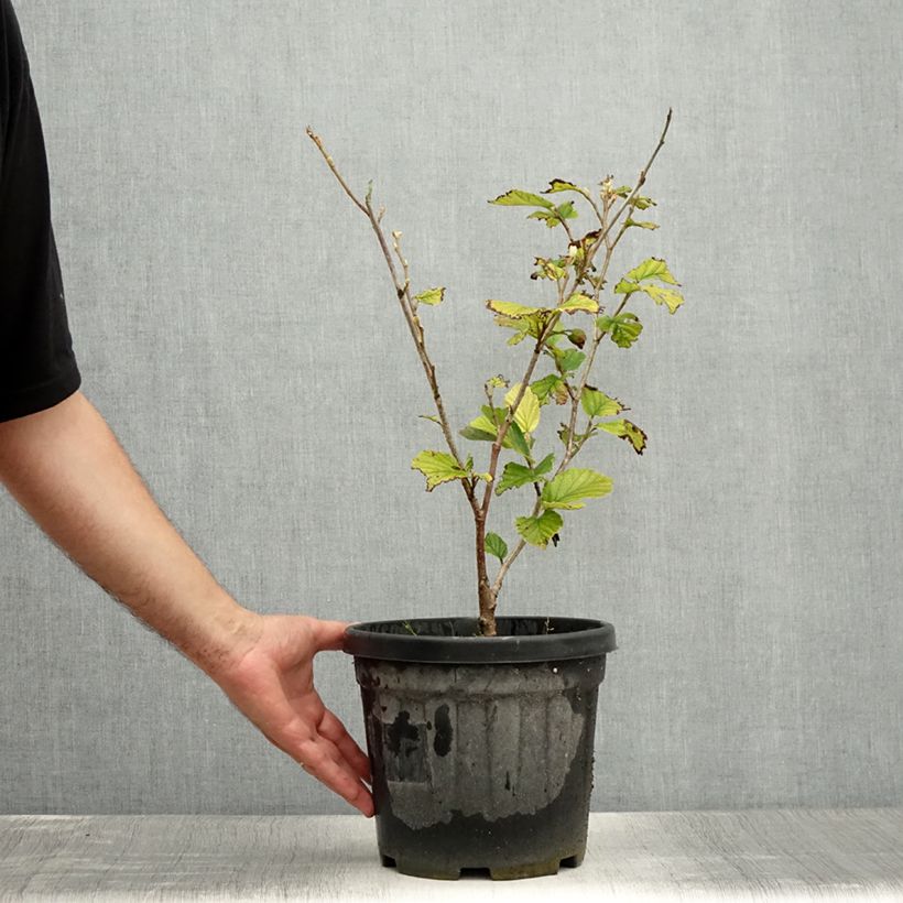 Hamamelis intermedia Yamina - Witch Hazel 4L/5L pot sample as delivered in summer