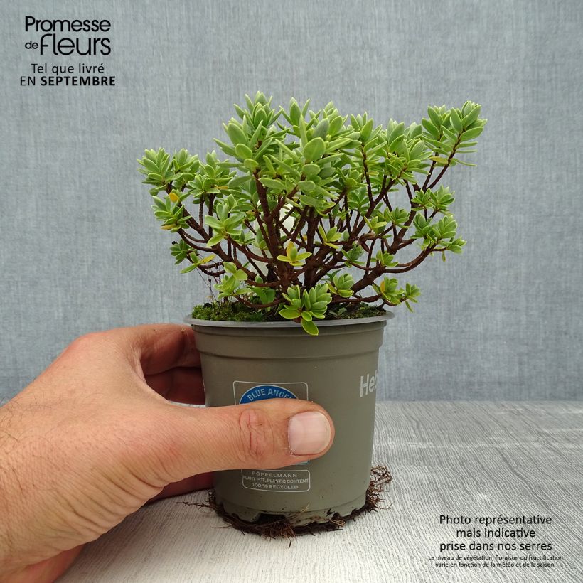 Hebe Cobb Valley 10cm/11cm pot sample as delivered in summer