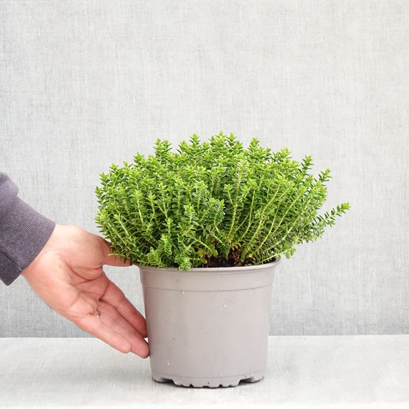 Hebe odora Nana - Boxwood Hebe 1.5L/2L pot sample as delivered in spring