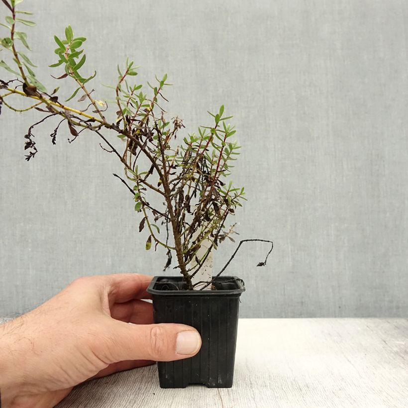 Hebe Pink Paradise - Shrubby Veronica 8/9 cm pot sample as delivered in autumn
