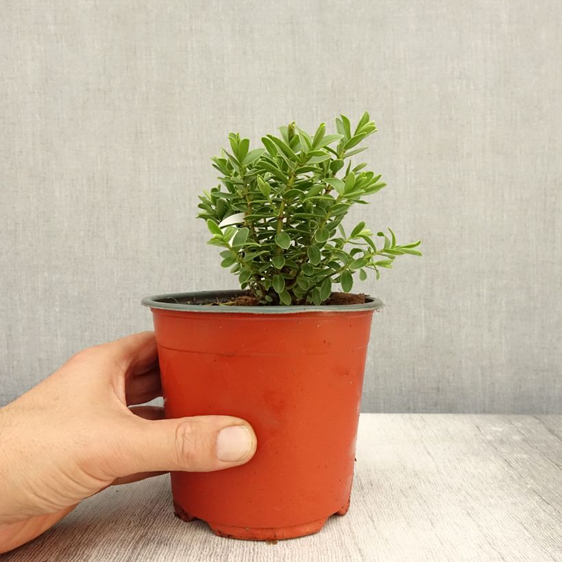 Hebe rakaiensis - Shrubby Veronica 1.5L/2L pot sample as delivered in autumn
