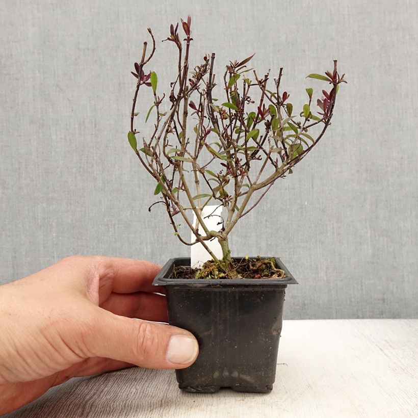 Hebe Turkish Delight 8/9 cm pot sample as delivered in spring