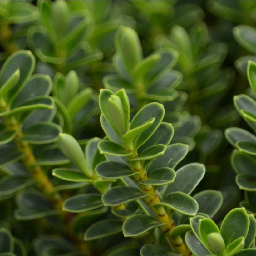 Hebe vernicosa - Shrubby Veronica (Foliage)