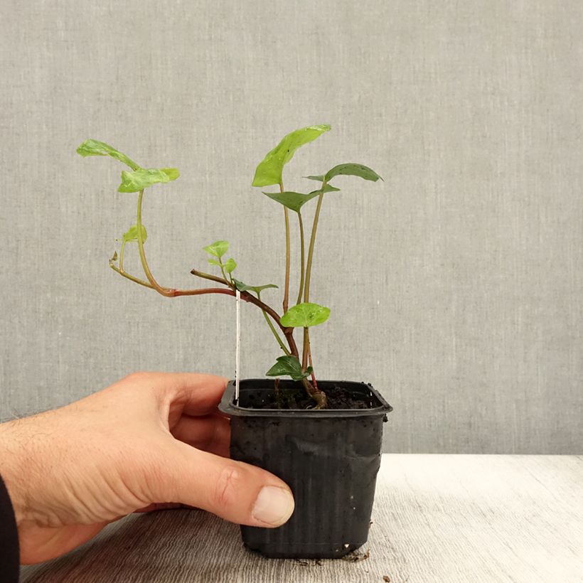 Hedera algeriensis 8/9 cm pot sample as delivered in autumn