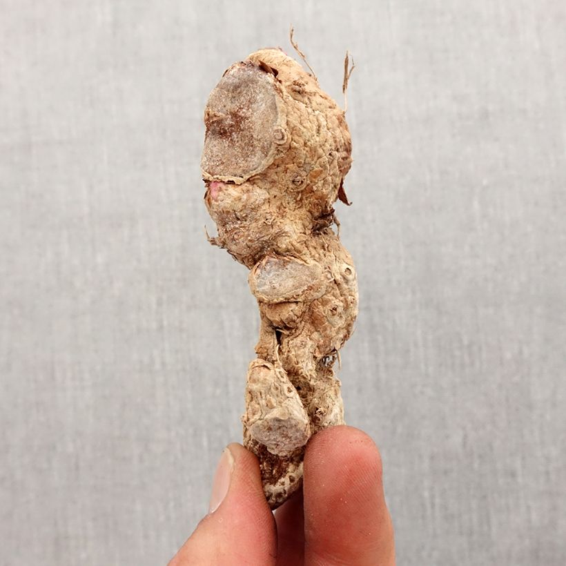 Hedychium coccineum Tara - Ginger Lily Bulb size I sample as delivered in spring