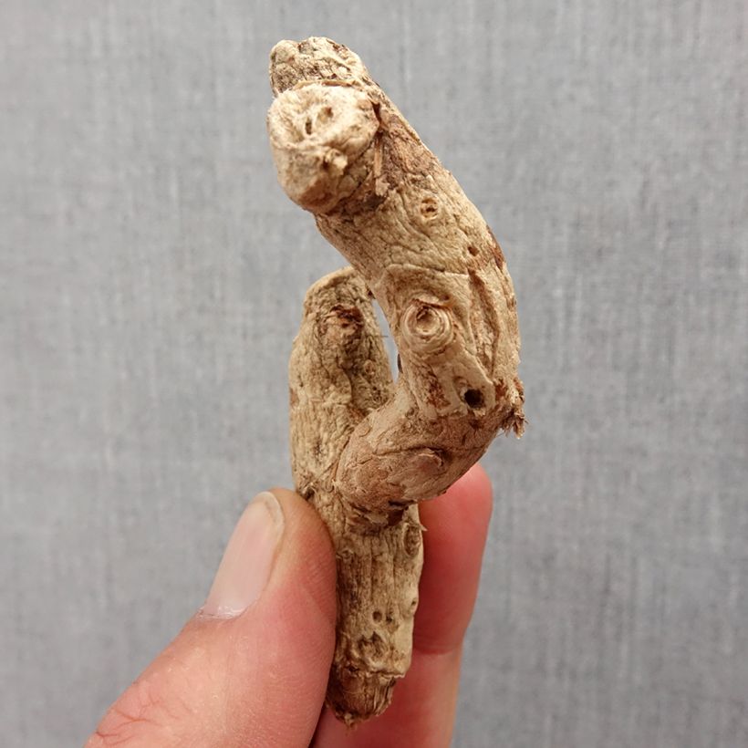 Hedychium densiflorum Bulb size I sample as delivered in spring