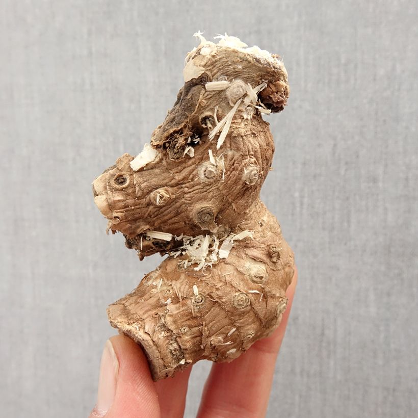 Hedychium ellipticum - Ginger Lily Bulb size I sample as delivered in spring