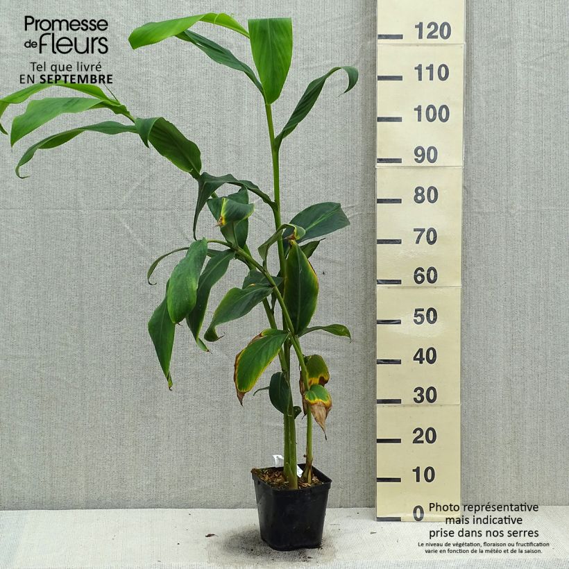 Hedychium forrestii 3L/4L pot sample as delivered in autumn
