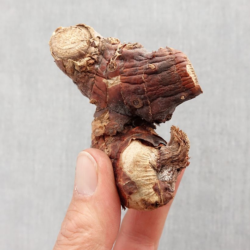 Hedychium gardnerianum - Ginger Lily Bulb size I sample as delivered in spring