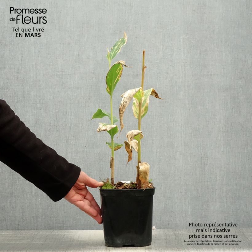 Hedychium gardnerianum - Kahili Ginger 3L/4L pot sample as delivered in spring