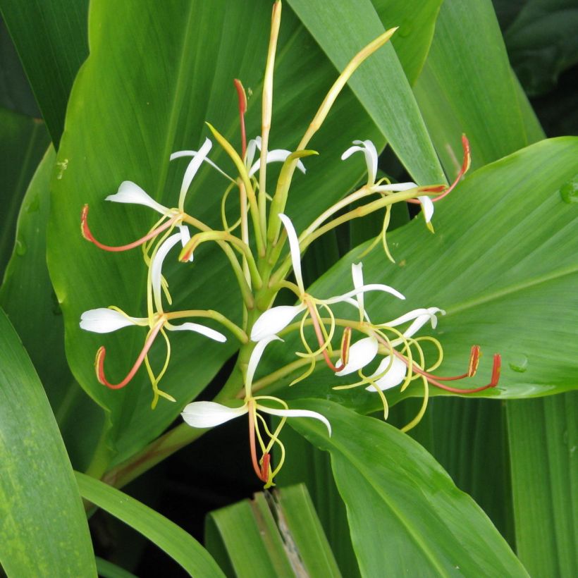 Hedychium spicatum - Ginger Lily (Flowering)