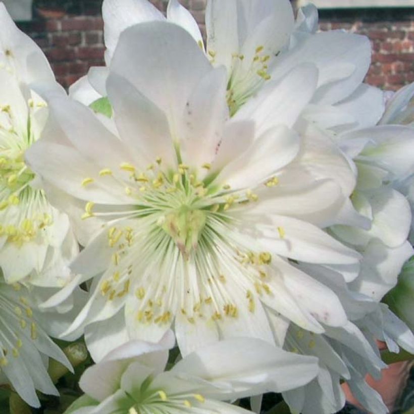 Helleborus niger Double Fashion - Christmas Rose (Flowering)