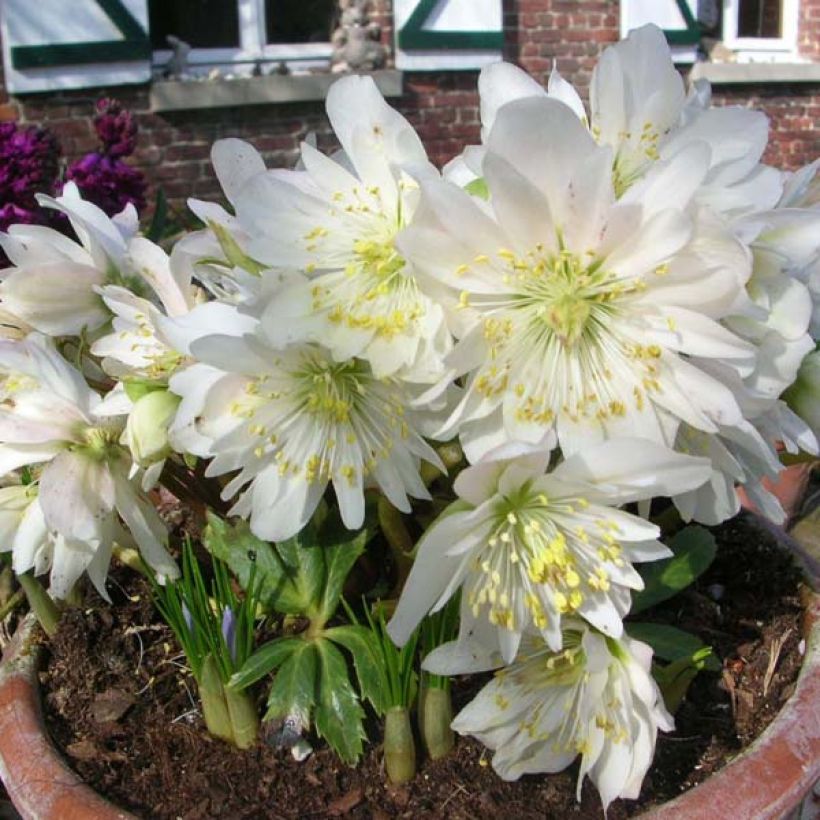 Helleborus niger Double Fashion - Christmas Rose (Plant habit)