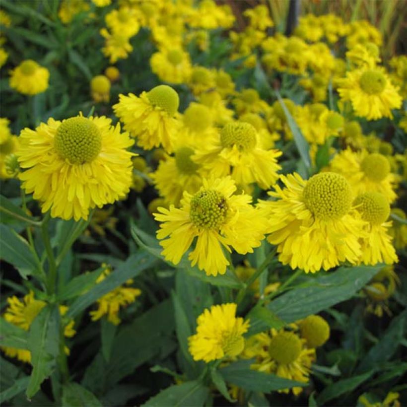 Helenium Double Trouble (Flowering)