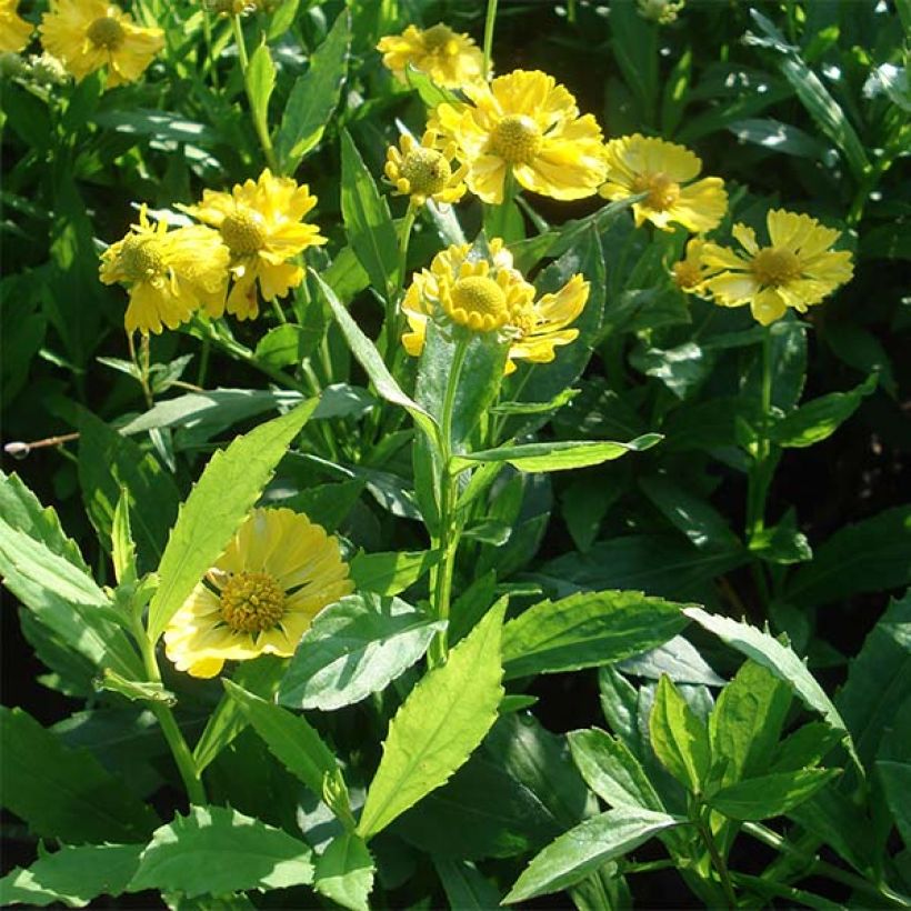 Helenium Double Trouble (Plant habit)