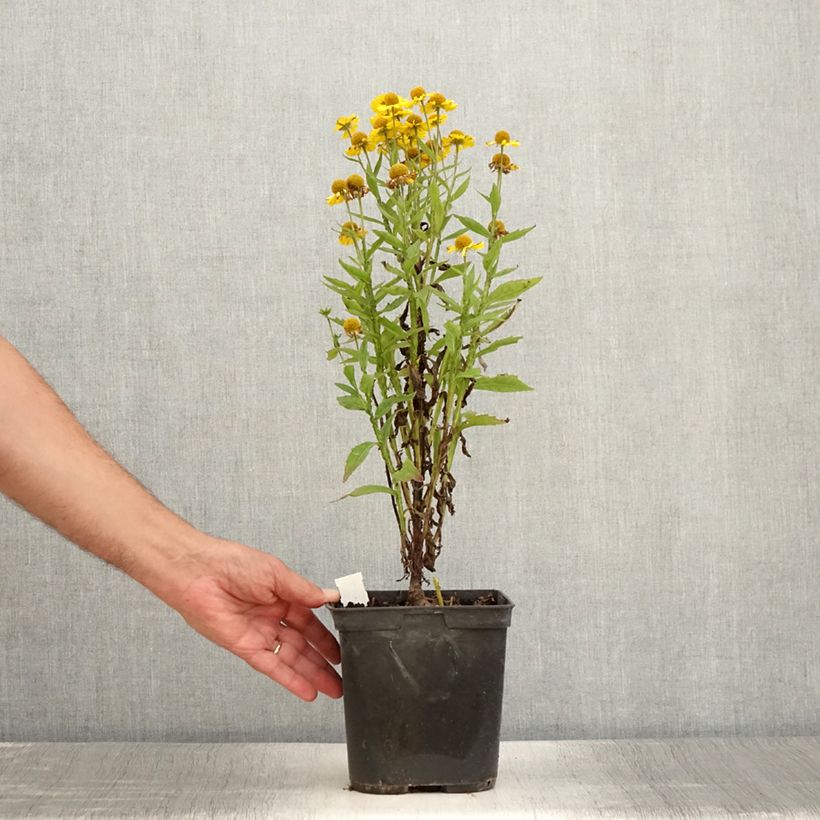 Helenium Double Trouble 2L/3L pot sample as delivered in summer