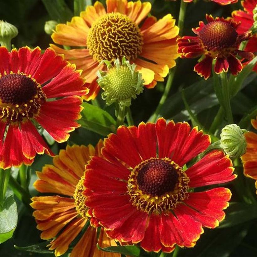 Helenium Poncho (Flowering)