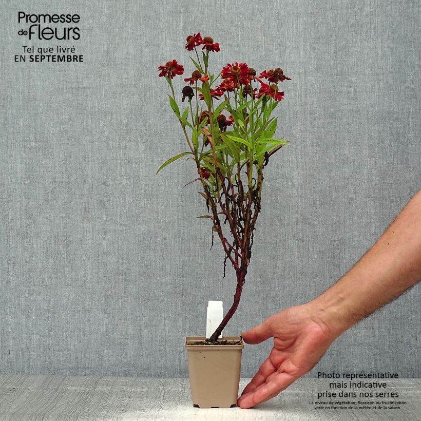 Helenium Mariachi Ranchera 8/9 cm pot sample as delivered in summer