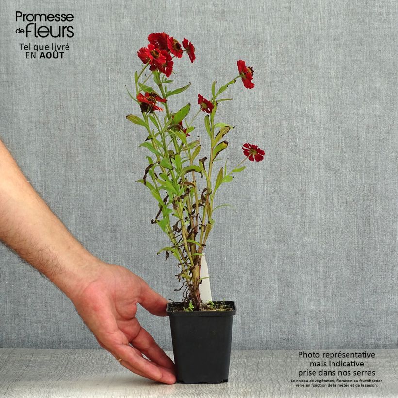 Helenium Red Jewel 8/9 cm pot sample as delivered in summer