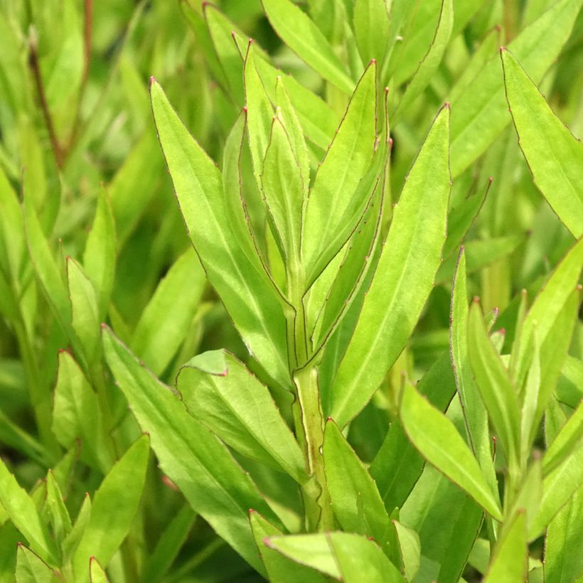 Helenium Red Jewel (Foliage)