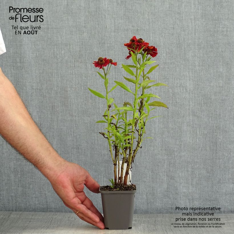 Helenium Strawberry Sundae 8/9 cm pot sample as delivered in summer
