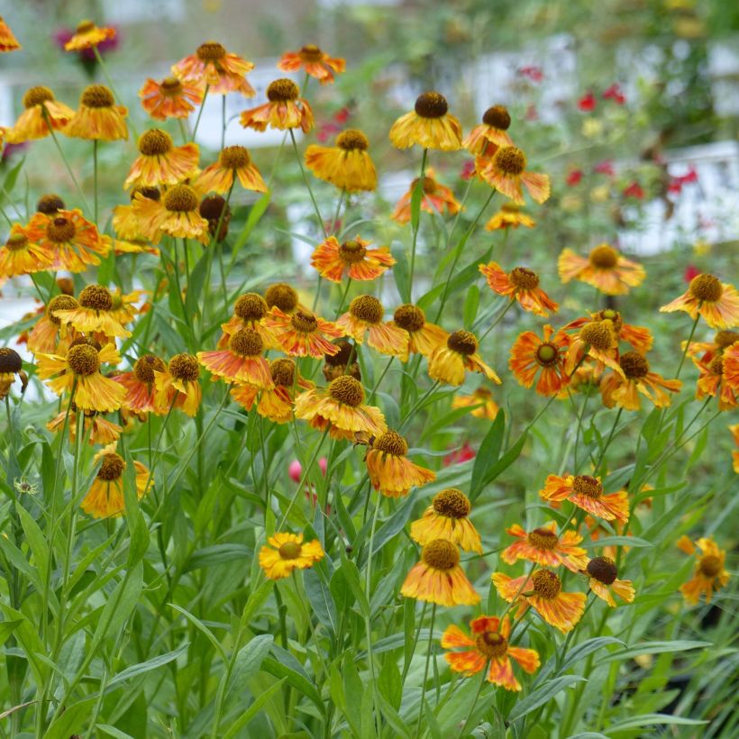 Helenium Waltraut (Plant habit)