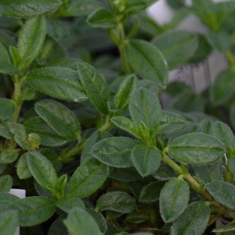 Helianthemum Elfenbeinglanz - Rock Rose (Foliage)