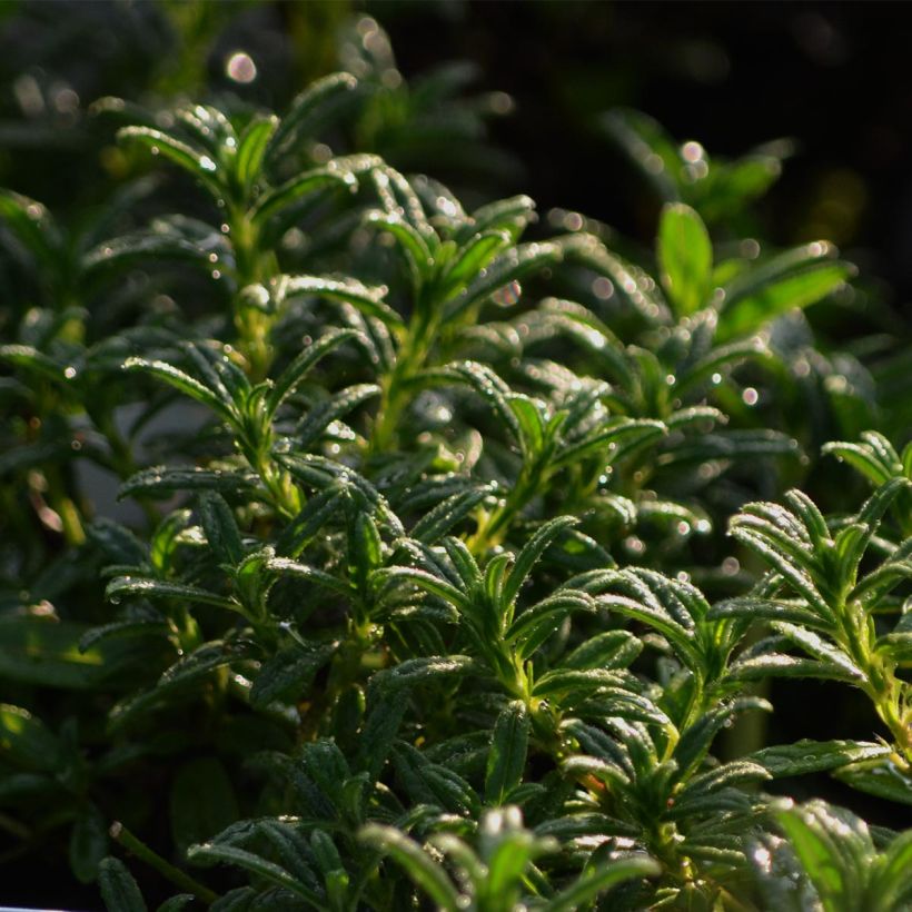 Helianthemum Hartswood Ruby - Rock Rose (Foliage)