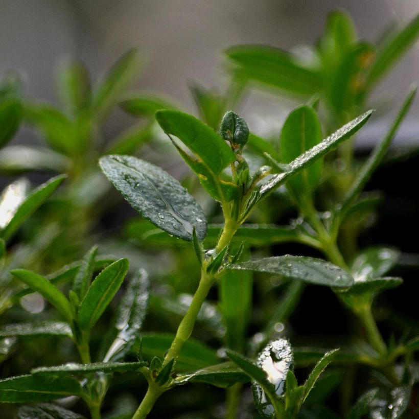 Helianthemum Lawrensons Pink - Rock Rose (Foliage)