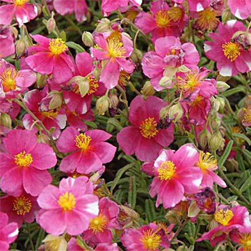 Helianthemum Raspberry Ripple - Rock Rose (Flowering)