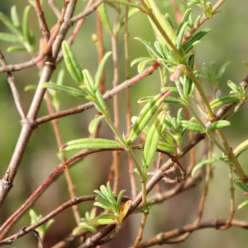 Helianthemum apenninum - Rock Rose (Foliage)