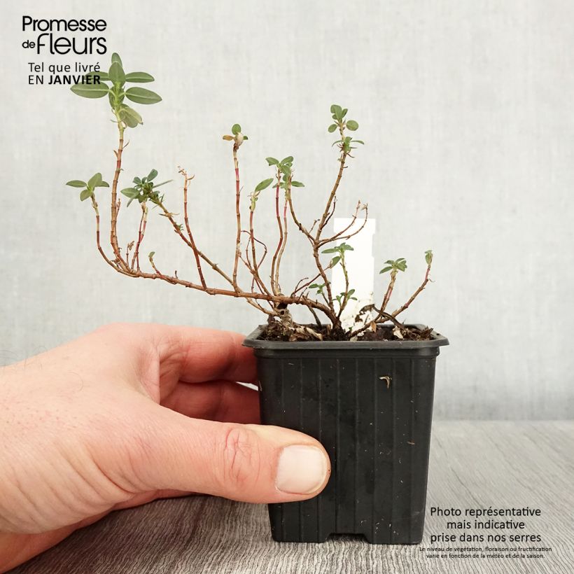 Helianthemum Ben Alder - Rock Rose 8/9 cm pot sample as delivered in winter