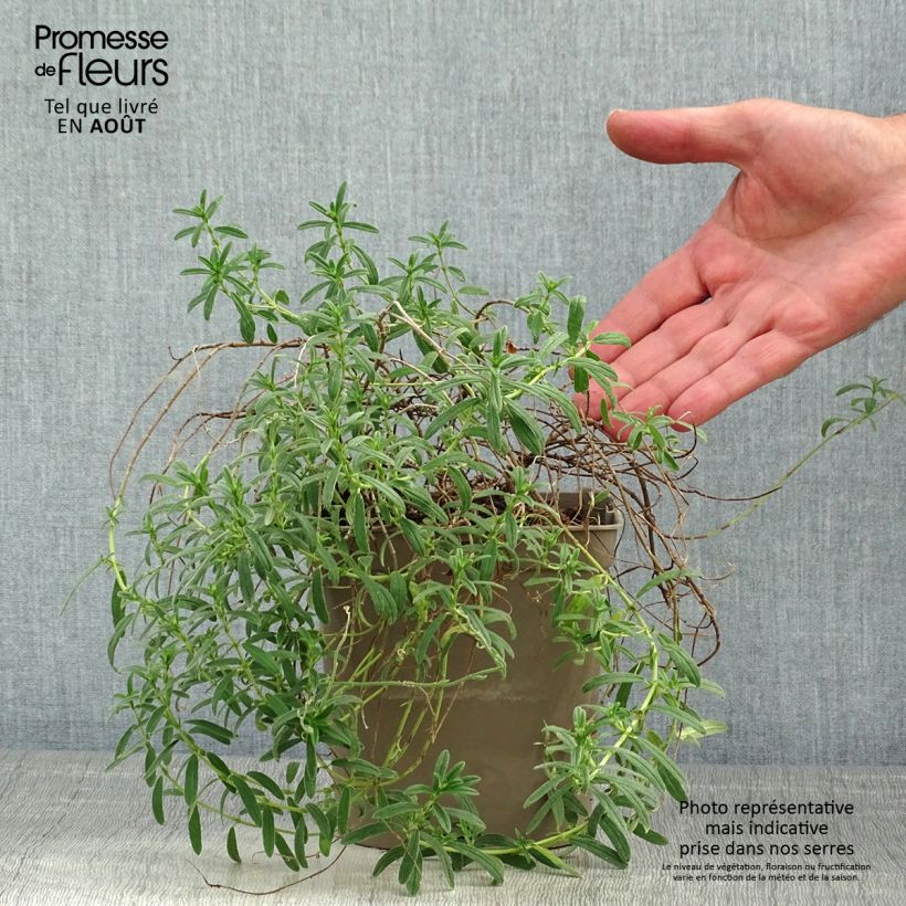 Helianthemum Ben Fhada - Rock Rose 2L/3L pot sample as delivered in summer