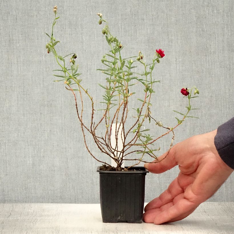 Helianthemum Cerise Queen - Rock Rose 8/9 cm pot sample as delivered in summer