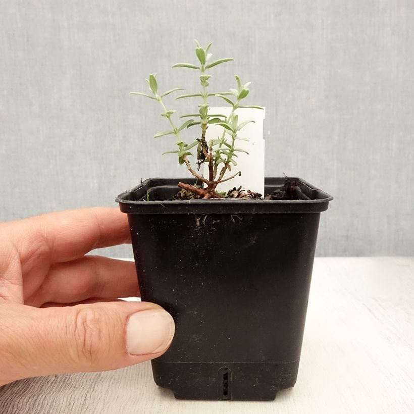 Helianthemum Fire Dragon - Rock Rose 8/9 cm pot sample as delivered in summer