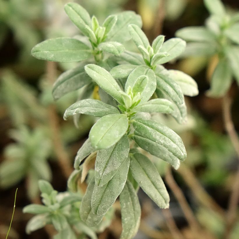 Helianthemum Fire Dragon - Rock Rose (Foliage)