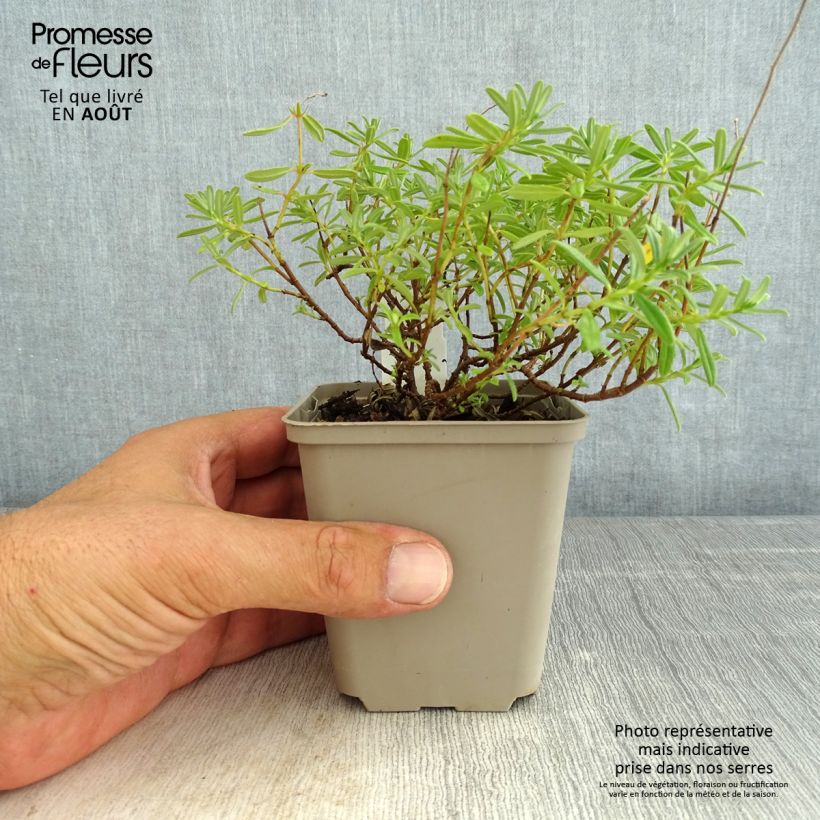 Helianthemum Golden Queen - Rock Rose 8/9 cm pot sample as delivered in summer