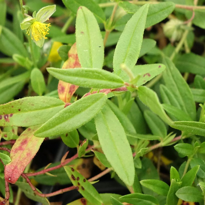 Helianthemum nummularium - Rock Rose (Foliage)