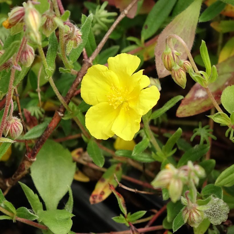 Helianthemum nummularium - Rock Rose (Flowering)
