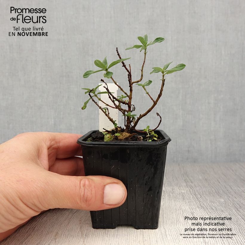 Helianthemum Tomato Red - Rock Rose 8/9 cm pot sample as delivered in autumn