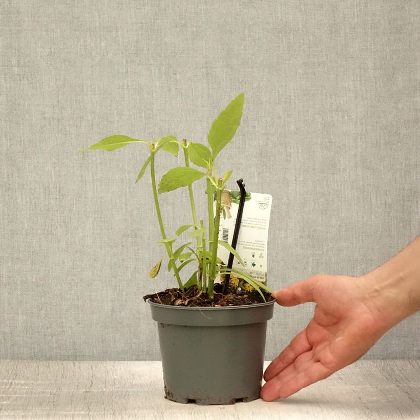 Helianthi - Helianthus strumosus 1.5L/2L pot sample as delivered in summer