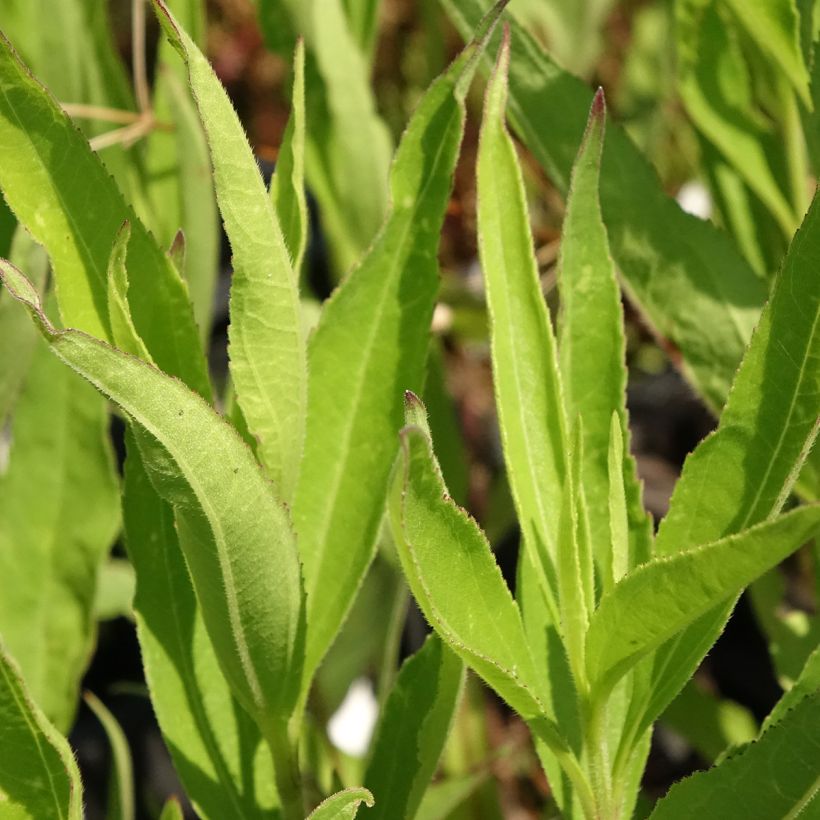 Helianthus atrorubens Monarch (Foliage)