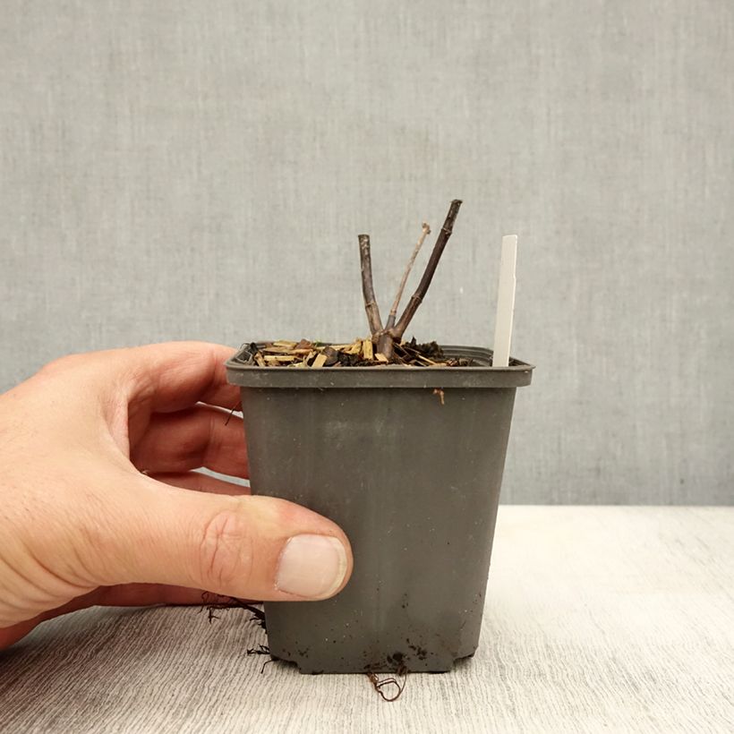 Helianthus microcephalus 8/9 cm pot sample as delivered in autumn