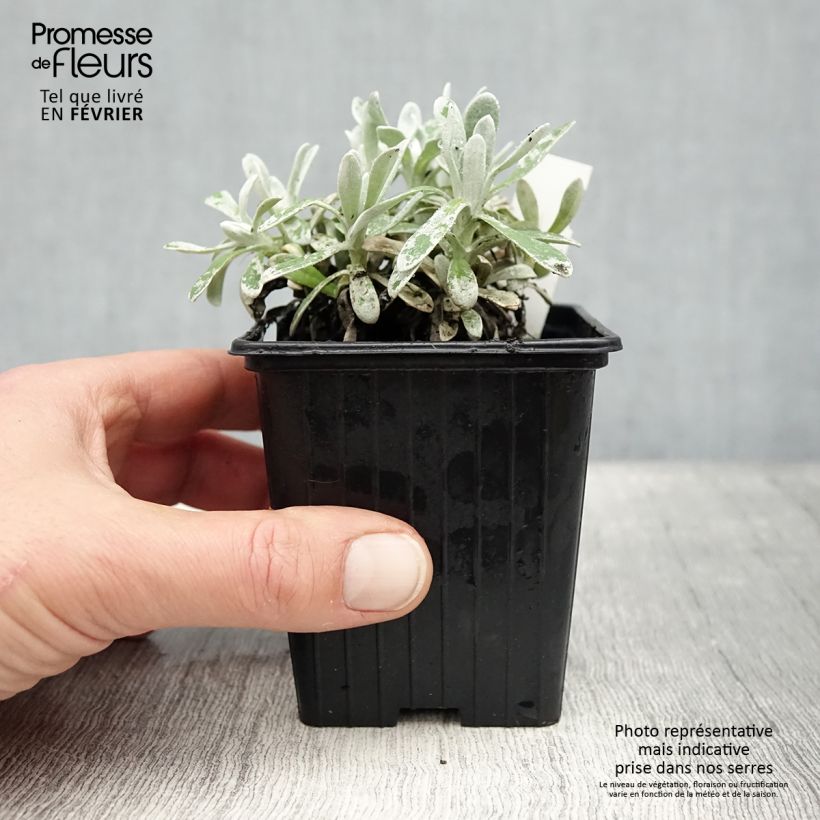 Helichrysum amorginum Ruby Cluster 8/9 cm pot sample as delivered in winter