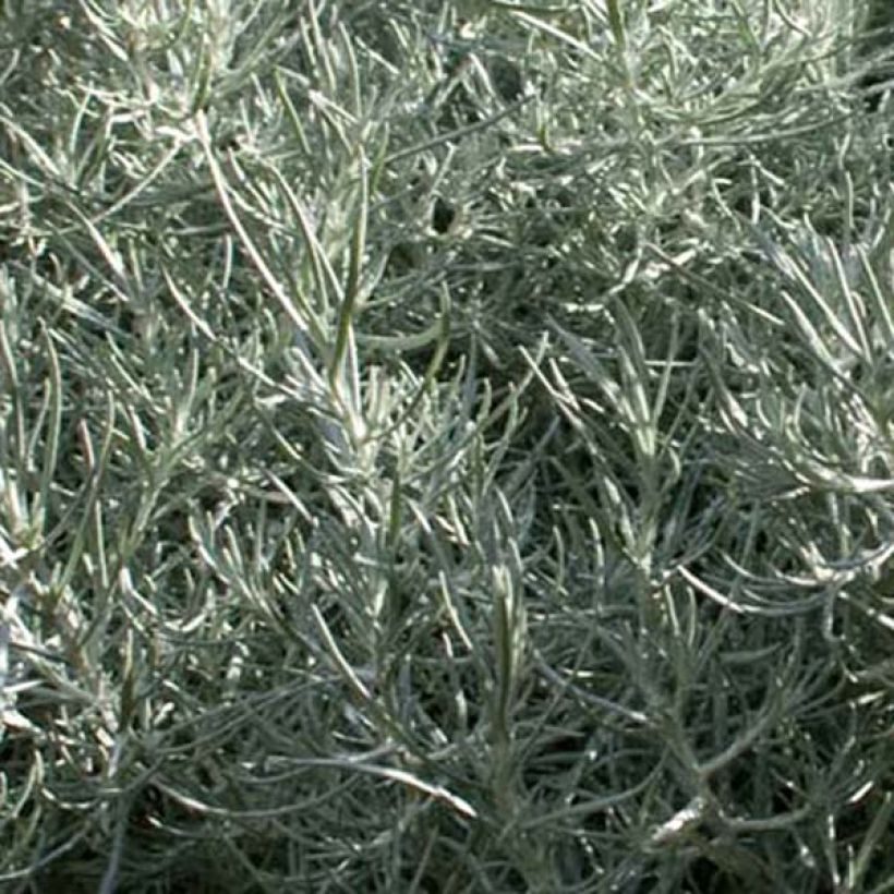 Helichrysum italicum (Foliage)