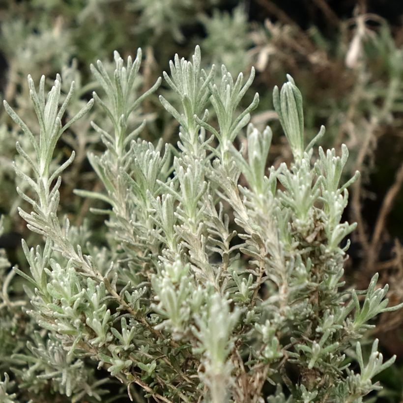 Helichrysum italicum subsp. microphyllum Aladin (Foliage)