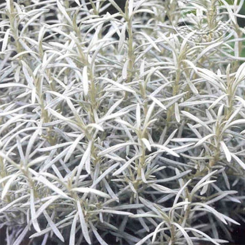 Helichrysum italicum Korma (Foliage)